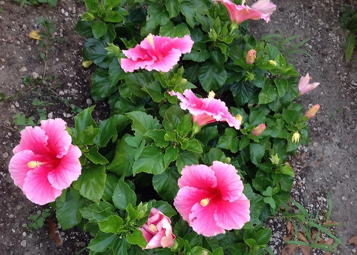 Toscana 호텔 리도디캄파이오레